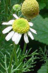 Chamomile flowers 