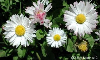 Common daisy (Bellis perennis)