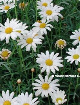 Paris daisy