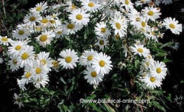 max chrysanthemum