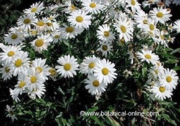 Shasta Daisy