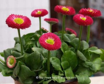 daisy galaxy rose