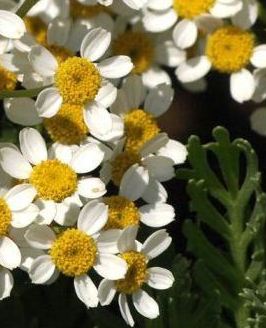 Tanacetum ferulaceum