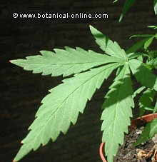 hemp plant