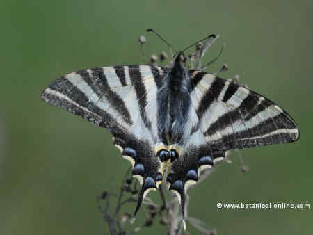 Photo of butterfly. Nikon D-300: f/6.5. ½50s, 600 Iso