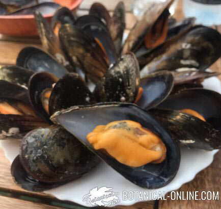 mussels