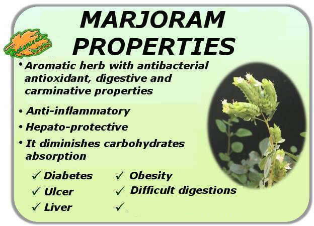 Medicinal properties of marjoram