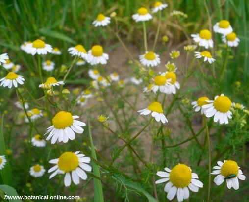 Matricaria chamomilla