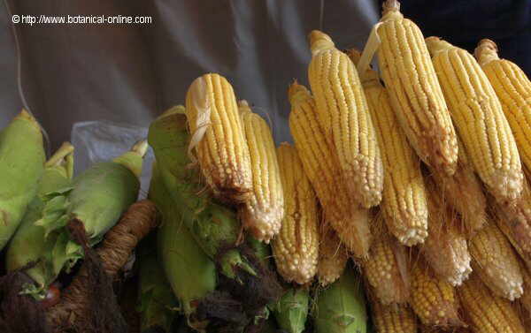 Photo of tender corn cobs