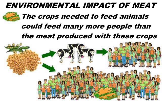 Ecological impact of meat to feed animals and people, vegetarian diet