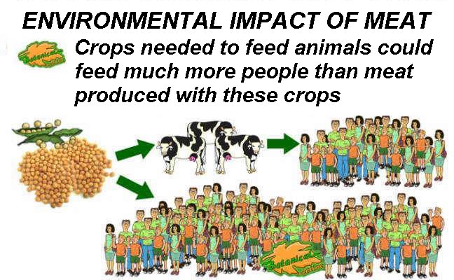 Environmental impact of meat