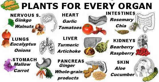 Medicinal plants for each organ