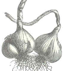 garlic illustration
