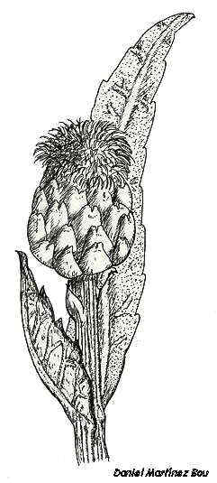 Artichoke drawing