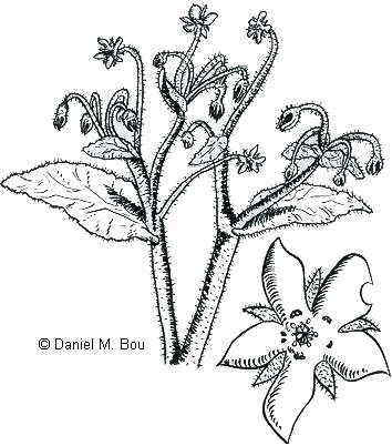 borage picture