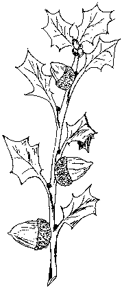 illustration of kermes oak