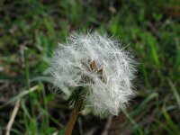 taraxacum