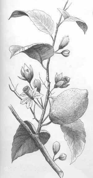 botanical illustration