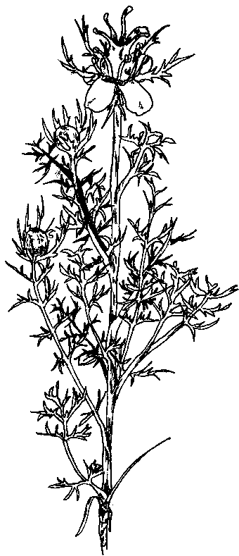 Love-in-a-mist drawing