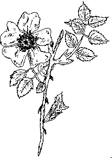 dog rose drawing