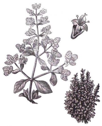 marjoram