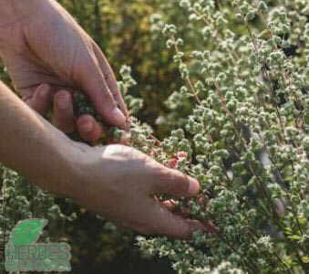 Marjoram before flowering