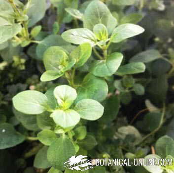 leaves of marjoram plant