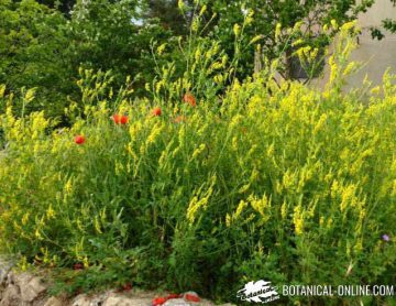 yellow flower garden melilot