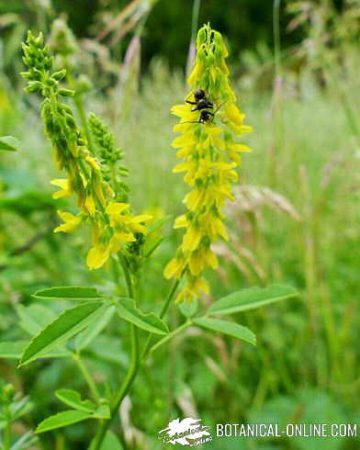 yellow flower garden melilot