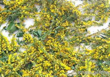 yellow flower melilot