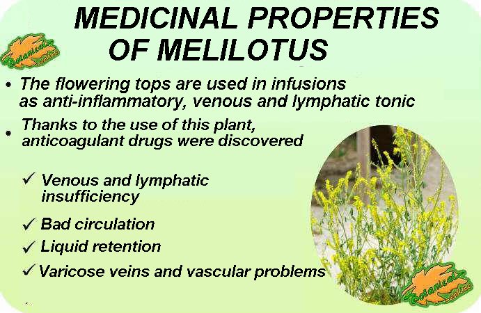 Melilot medicinal properties