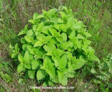 lemon balm