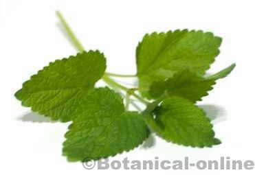 Lemon balm leaves 