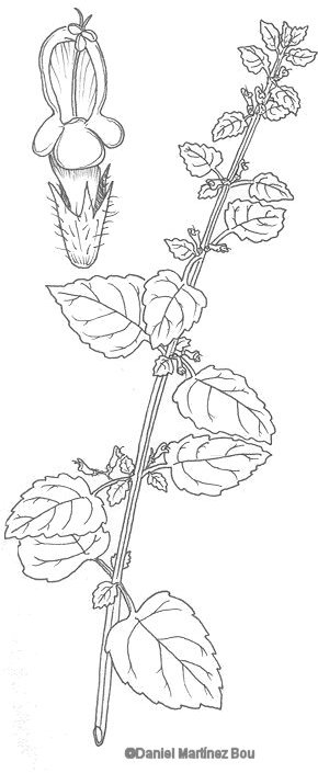 Lemon balm drawing