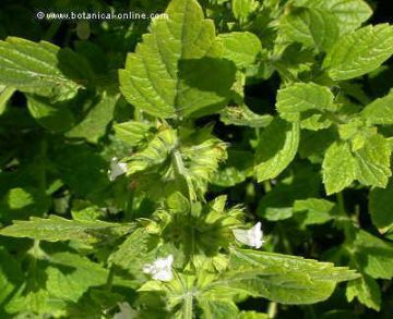 Lemon balm detail with flowers and leaves 