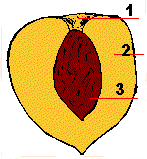 parts of a fruit