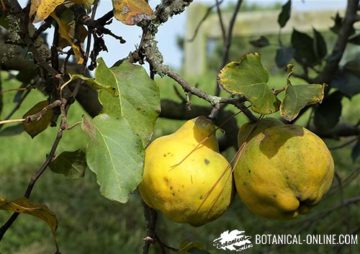 quince tree