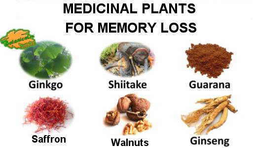 memomory loss plant remedies