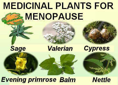 main medicinal plants used in the natural treatment of menopause