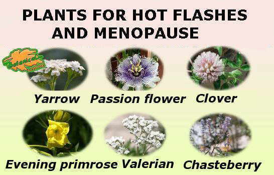 main medicinal plants used in the natural treatment of hot flushes in menopause