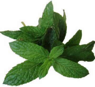 mint