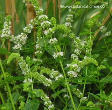 Peppermint flowers