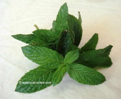 peppermint leaves