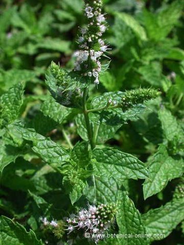 mentha piperita