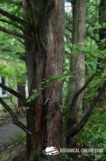 Metasequoia glyptostroboides