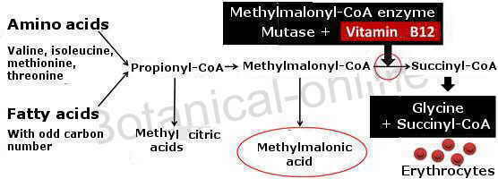 sintomas falta deficit deficiencia vitamina b12 cobalamina diagnostico acido metilmalonico malonil coenzima reaccion enzima 
