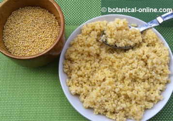 Photo of millet grain, raw and cooked.