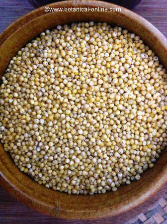 millet grains