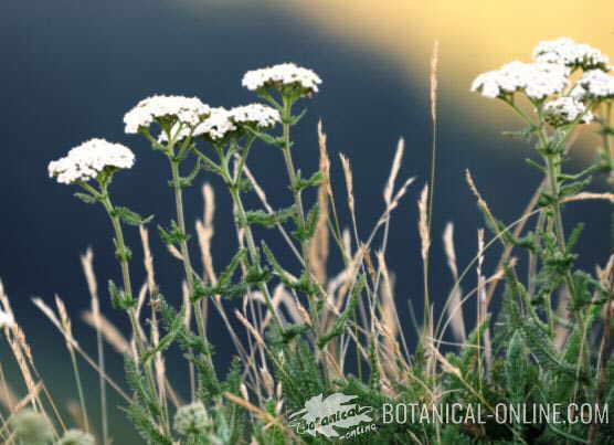 milenrama achillea planta