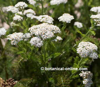 Yarrow plants